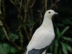 -新加坡飞禽公园