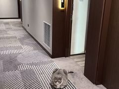-香港数码港艾美酒店