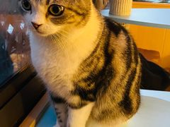 -MOCHA明星猫咖(田子坊店)