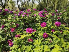 -洛阳市隋唐城遗址植物园