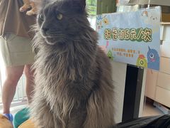 -平行世界·猫咖(首经贸店)