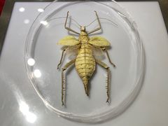 -上海昆虫博物馆