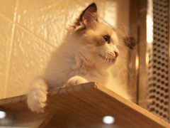 -1013 PET SHOP 宠物商店(近铁城市广场店)