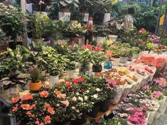 -大自然花鸟鱼虫市场