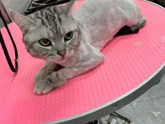 -宠福鑫康馨动物医院·骨科·眼科