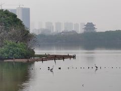 -海珠湖公园