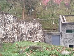 -都江堰中华大熊猫苑