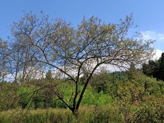 -武陵山森林公园