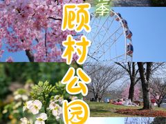 -顾村公园