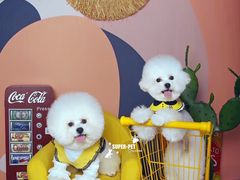 -超宠爱宠物摄影-Super pet