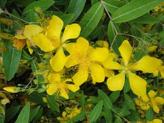 -上海市龙华烈士陵园