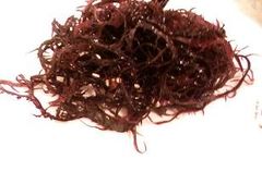 IMG0298A-金百万烤鸭店(马甸店)