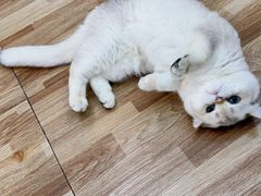 -青奢宠物·青奢猫舍