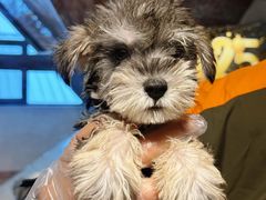 -翊宠yipet猫狗购宠庄园犬舍•猫舍