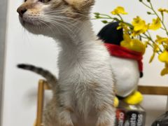 -瑞鹏宠物医院·骨科·猫科·内科(第一中心)