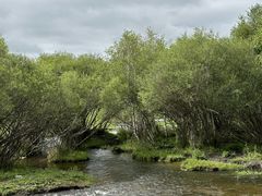 -塞罕坝国家级自然保护区