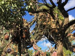 -奥兰多迪士尼动物王国乐园