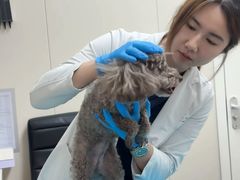 -美联众合爱康动物医院•复杂内科•肿瘤科•牙科•腔镜诊疗中心