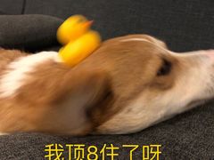 -越南牛肉河粉餐厅(书院巷店)