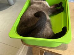 -藏猫猫咖啡主题馆(中央大道店)