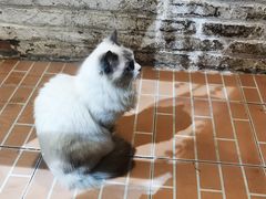 景点-猫咪博物馆(顶澳仔猫街店)