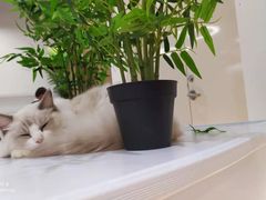 -COLOR PETS 撸猫馆·购猫·猫咖(长风大悦城店)