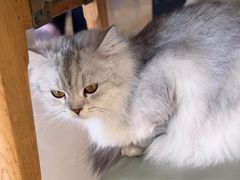 -平行世界·猫咖(首经贸店)