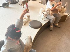 -飞行喵MR PILOT|猫舍·猫咖(静安大融城店)