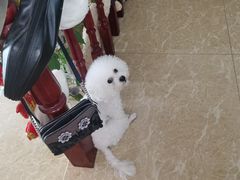 -宠福鑫康馨动物医院·骨科·眼科