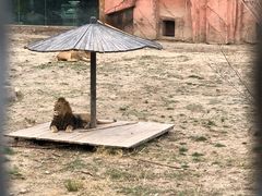 -新疆天山野生动物园