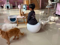 -70cat德文卷毛猫·缅因猫纯种猫舍