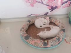 -糯米喵星人总部直营旗舰店·猫舍·幼猫出售