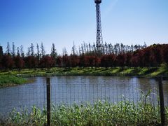-上海长兴岛郊野公园