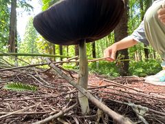 -黄海国家森林公园