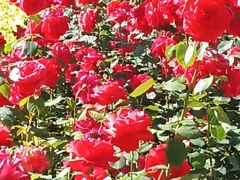 -中央广播电视总台(光华路办公区)