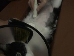 -芭比堂宠物医院·全科爱猫医院·仁德分院