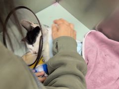 -派美特宠物医院·核磁CT·骨科肿瘤·疑难转诊(沈农禾丰店)