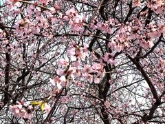 -桃花堤公园
