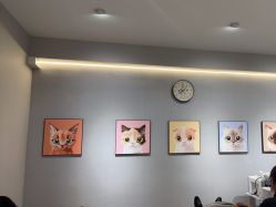 -洗脸猫·洗脸吧