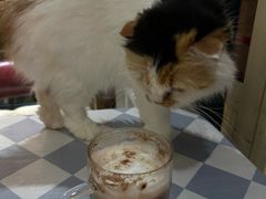 -猫小院猫主题餐厅(南锣旗舰店)