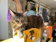 -平行世界·猫咖(首经贸店)