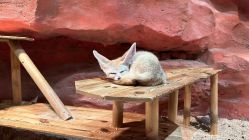 -Zoolung Zoolung动物主题公园(海信广场店)