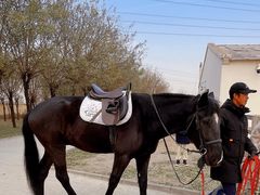 -北京群众马术培训基地