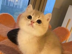 -欣宠猫屋·矮脚拿破仑·蓝金金渐层