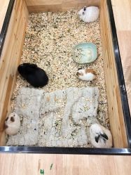 -神奇动物撸宠馆·羊驼·小浣熊·异宠(豫园店)