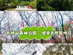 -东莞市大岭山森林公园