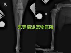 -瑞派宠物医院东莞中心医院·24H转诊·异宠(新河北路院)