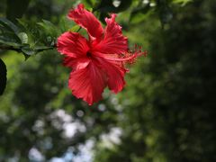 -华侨城湿地公园