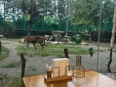 -上海野生动物园老虎餐厅