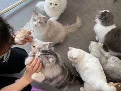 -飞行喵MR PILOT|猫舍·猫咖(静安大融城店)